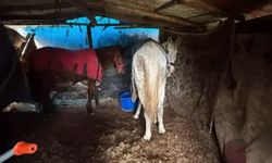 At kemikleri soruşturmasında 2 şüpheli yakalandı