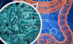 Yeni araştırma: Bağırsak bakterileri içmeden sarhoş edebilir