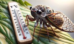 Doğadaki termometre: Cırcır böcekleri