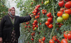 Domateste ihracat kaybı: 100 bin ton kayıp