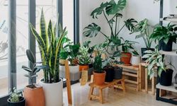 Evlerdeki negatif enerjiyi dağıtan 10 özel bitki