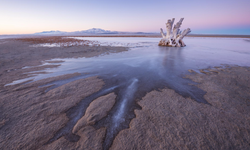 Ölü Deniz’in gizemi çözüldü: Great Salt Lake’de yeni canlı türü