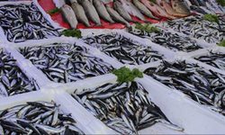 Tezgahta hamsi çilesi: Göç erken başladı, fiyat katlandı