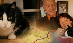 İspanya'da kaybolan kedi Fransa’daki evine döndü: 250 kilometrelik yolculuk