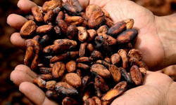 Kakao fiyatlarındaki sert düşüş devam ediyor