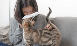 Kedilerin gizli tercihi: Neden kedi sevmeyenleri seçiyorlar?