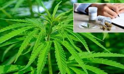 Kenevir üretiminde yeni dönem başlıyor