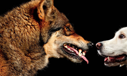 Minik köpeğinizde kurt DNA’sı gizleniyor olabilir