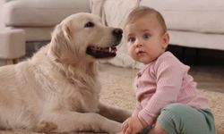 Bebekli evler için güvenli ve dost 3 köpek cinsi