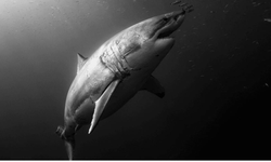 115 milyon yıllık tarih: Dev köpek balığı keşfiyle ezber bozuldu