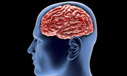 Nörologlar uyarıyor: Bu içecek beyin performansını artırıyor