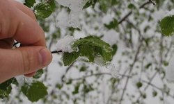 Zirai don bu senede tarımı vurabilir: Çiftçiler endişeli