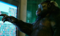 Bonobo bilim dünyasını şaşkına çevirdi: Hayal kurabiliyor!