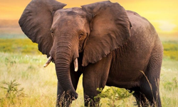 Daha hassası yok! Fillerin hortumundaki o tüylerin tek tek görevi varmış