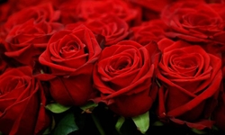 Sevgililer günü öncesi gül fiyatları ikiye katlandı