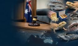 Avustralya’da yaban hayatı kaçakçılığına rekor hapis cezası