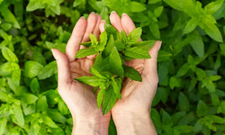 Hasta konforunu artıracak buluş: Nane ile daha güvenli tıbbi cihazlar