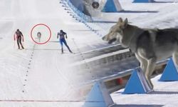 2026 Kış Olimpiyatları'nda kros kayağı pistine köpek girdi