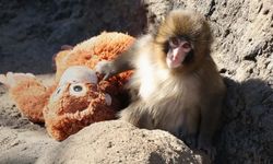 Yavru makak Punch’ın "peluş annesi" satış listelerinde zirveye yerleşti