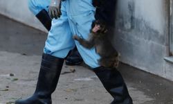 Bebek makak Punch hayvan hakları tartışmalarının odağında