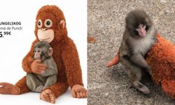 Viral bebek maymun Punch, IKEA’nın yeni duygusal pazarlama örneği oldu