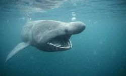 Antarktika derinliklerinde ezber bozan keşif