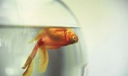 Japon balığı bakımında yapılan hatalar