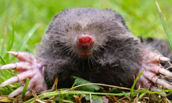 Su altında "baloncukla" koku alıyor: Ezber bozan doğa harikası