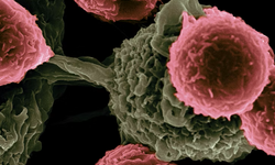 Virüs bağışıklığından ilham alan yeni kanser tedavisi umudu