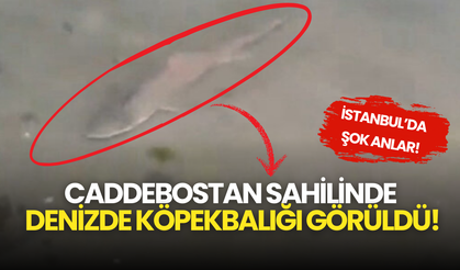 İstanbul’da Şok Anlar! Caddebostan Sahilinde Denizde Köpekbalığı Görüldü!