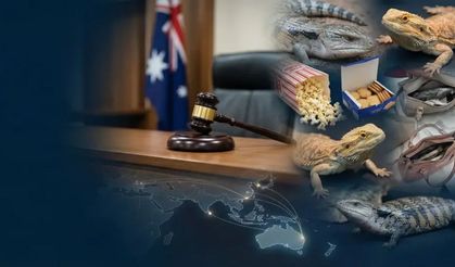 Avustralya’da yaban hayatı kaçakçılığına rekor hapis cezası