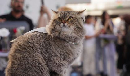 Araştırma: Kediler insanların kanser tedavisinde umut olabilir