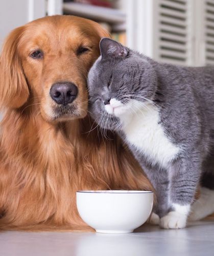 Köpekler bizi neden dinler, kediler neden dinlemez?