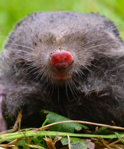 Su altında "baloncukla" koku alıyor: Ezber bozan doğa harikası