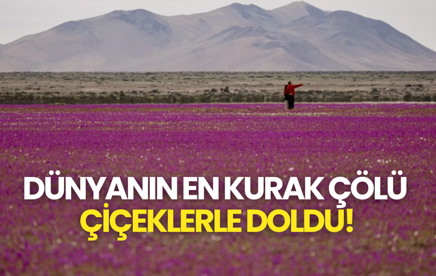 Dünyanın En Kurak Çölü Çiçeklerle Doldu!