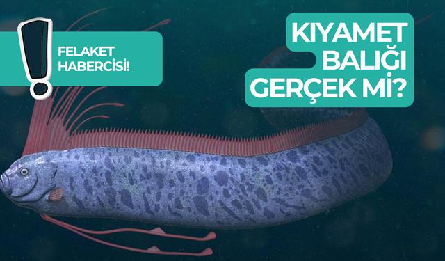 Kıyamet Balığı Gerçek Mi? Felaket Habercisi Mi?