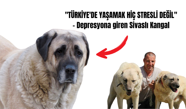 Bi Onlar Kalmıştı: Kangallar da Depresyona Girdi!