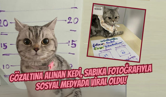 Gözaltına Alınan Kedi, Sabıka Fotoğrafıyla Sosyal Medyada Viral Oldu!