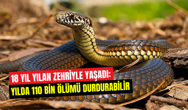 Kendi vücudunu laboratuvara çevirdi: Yılan zehrine karşı benzersiz panzehir