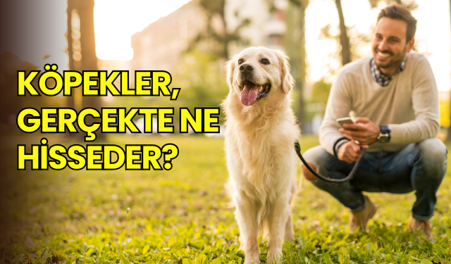 Köpekler gerçekten ne hisseder? Bilim, şaşırtıcı gerçekleri ortaya koydu