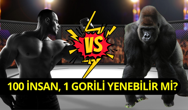 Sosyal medyada tartışılan absürt soru: 100 adam bir gorili yenebilir mi?
