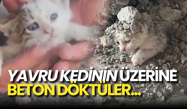 Yavru Kedinin Üzerine Beton Döküldü: İtfaiye Ekipleri Tarafından Kurtarıldı