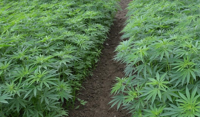 Diyarbakır’da 12 Milyon 389 Bin Kök Kenevir ve Skunk Yakalandı
