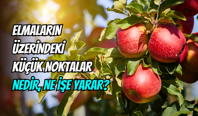Elmaların kabuğundaki noktalar çürümenin işareti mi?