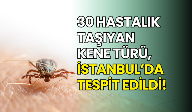 İstanbul’da yeni kene türü ortaya çıktı: 30’dan fazla hastalık taşıyor