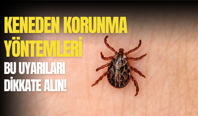 Kene ısırınca ne yapmalıyım? İşte kene ısırığı belirtileri