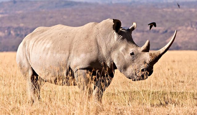 24 milyon yıllık fosilden protein çıkarıldı