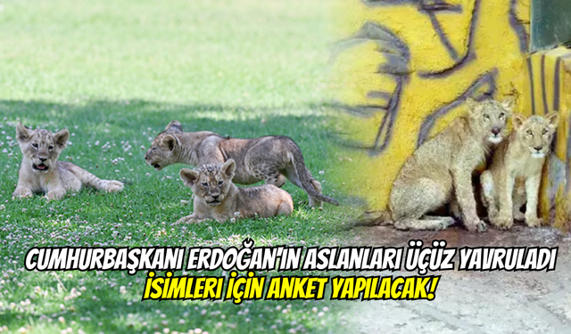 Cumhurbaşkanı Erdoğan'ın Aslanları Üçüz Yavruladı! İsimleri İçin Anket Yapılacak…