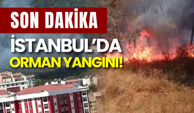 SON DAKİKA: İstanbul Alev Alev! Aydos Ormanı'nda Yangın Paniği