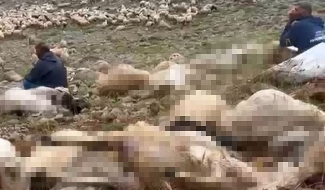 Tunceli'de Yıldırım Dehşeti: 200 Küçükbaş Telef Oldu